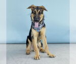 Small German Shepherd Dog