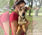 Small #2 Mutt
