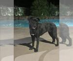 Small Labrador Retriever Mix