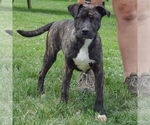 Small #1 American Staffordshire Terrier-Boxer Mix