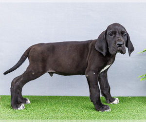 Medium Great Dane