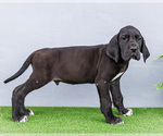 Puppy Jasper Great Dane