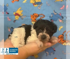 Schnoodle (Miniature) Puppy for sale in WINNSBORO, LA, USA