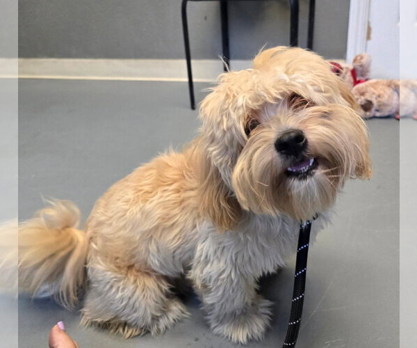 Medium Photo #2 Shih-Poo Puppy For Sale in Modesto, CA, USA