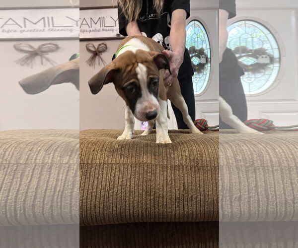 Medium Photo #9 Great Dane-Unknown Mix Puppy For Sale in Holly Springs, NC, USA