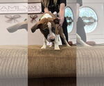 Small #8 Great Dane Mix
