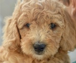 Small Photo #13 Goldendoodle-Poodle (Miniature) Mix Puppy For Sale in SARATOGA SPRINGS, UT, USA