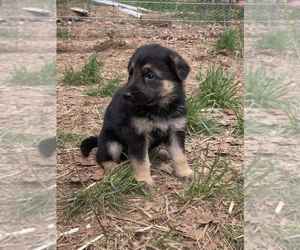 Medium Photo #12 German Shepherd Dog Puppy For Sale in GOLDENDALE, WA, USA