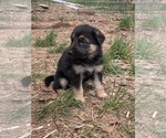 Small Photo #12 German Shepherd Dog Puppy For Sale in GOLDENDALE, WA, USA