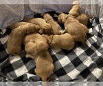 Small #4 Golden Retriever
