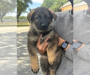 German Shepherd Dog Puppy for sale in CLERMONT, FL, USA