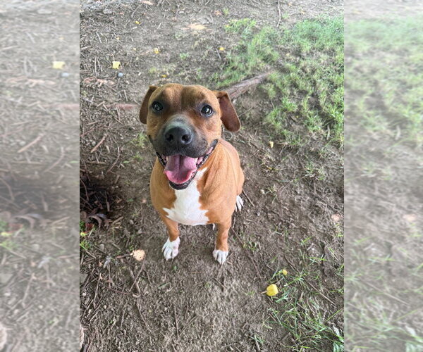 Medium Photo #9 Boxer-Rhodesian Ridgeback Mix Puppy For Sale in Richmond, IN, USA