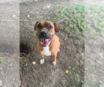 Small #8 Boxer-Rhodesian Ridgeback Mix