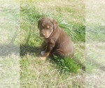Small Photo #6 Labrador Retriever-Unknown Mix Puppy For Sale in RIPLEY, TN, USA
