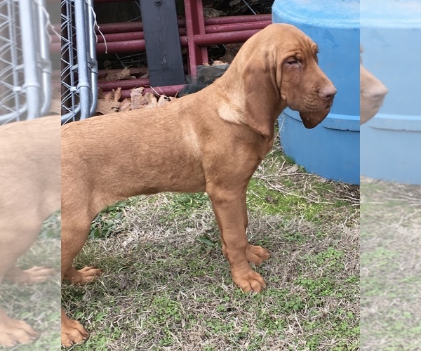 Medium Photo #2 Bloodhound Puppy For Sale in JOPLIN, MO, USA