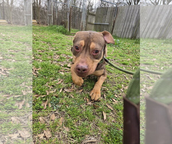 Medium Photo #1 American Staffordshire Terrier-Unknown Mix Puppy For Sale in Jackson, MS, USA
