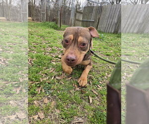 American Staffordshire Terrier-Unknown Mix Dogs for adoption in Jackson, MS, USA