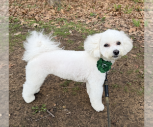 Maltese Dogs for adoption in McKinney, TX, USA