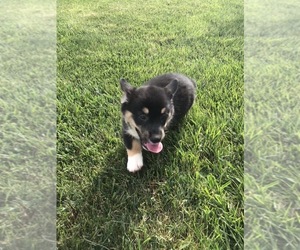 Pembroke Welsh Corgi Puppy for sale in ARTHUR, IL, USA
