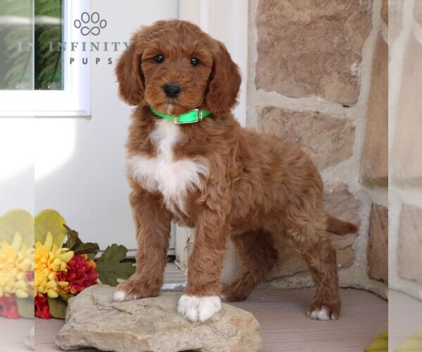 Medium Photo #1 Goldendoodle Puppy For Sale in GORDONVILLE, PA, USA