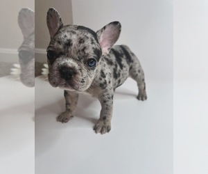French Bulldog Puppy for sale in WOODBRIDGE, VA, USA