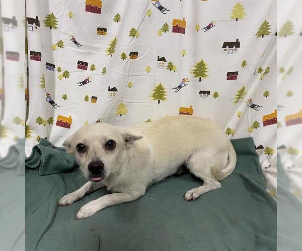 Medium Photo #1 Chihuahua Puppy For Sale in Modesto, CA, USA