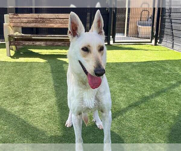 Medium Photo #1 German Shepherd Dog-Unknown Mix Puppy For Sale in Orange, CA, USA