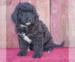 Small Photo #3 Bernedoodle Puppy For Sale in THORP, WI, USA