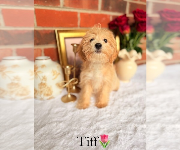 Medium Photo #8 Poo-Ton Puppy For Sale in MURFREESBORO, TN, USA