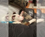 Small #2 American Pit Bull Terrier Mix