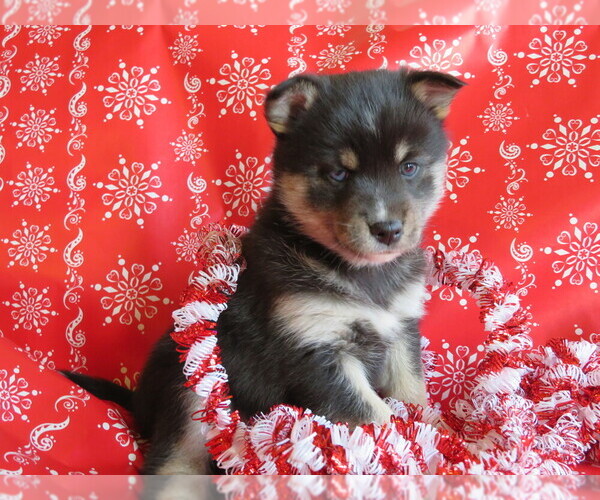 Medium Photo #4 Pomsky Puppy For Sale in SHILOH, OH, USA