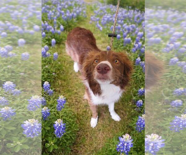 Medium Photo #1 Border Collie-Unknown Mix Puppy For Sale in Rockwall, TX, USA