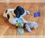 Small Photo #32 English Springer Spaniel Puppy For Sale in LINCOLN, NE, USA