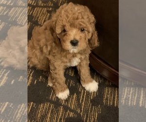 Cavapoo Puppy for Sale in WALTHAM, Massachusetts USA