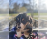 Small Photo #52 Australian Shepherd Puppy For Sale in FARMVILLE, VA, USA