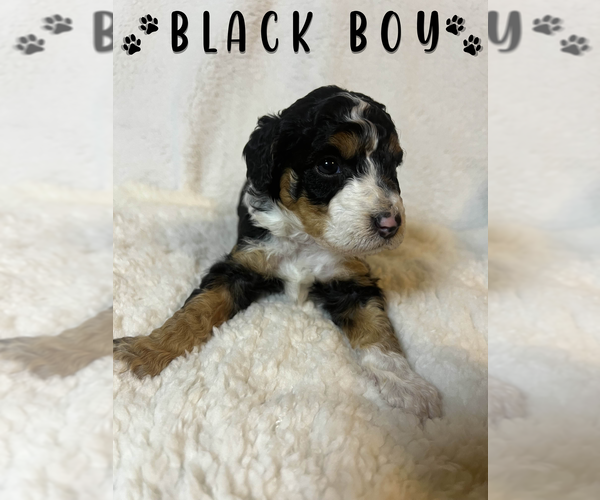 Medium Photo #1 Aussiedoodle Miniature  Puppy For Sale in BUFORD, GA, USA
