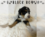 Puppy Black Boy Aussiedoodle Miniature