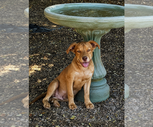 Golden Retriever Dogs for adoption in Chandler, AZ, USA