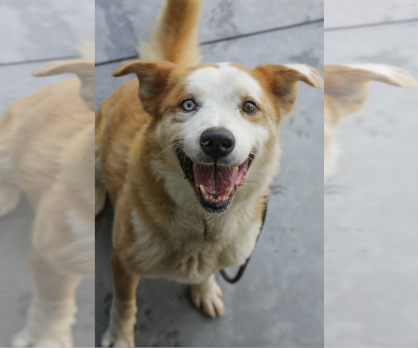 Medium Photo #3 Australian Shepherd-Unknown Mix Puppy For Sale in Decatur, GA, USA