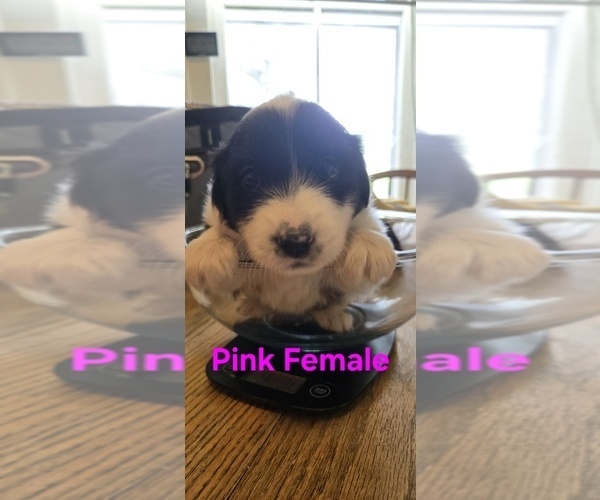 Medium Photo #42 English Shepherd Puppy For Sale in NEW CASTLE, IN, USA