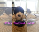 Small Photo #42 English Shepherd Puppy For Sale in NEW CASTLE, IN, USA
