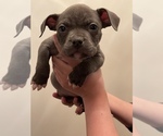 Small Photo #4 American Bully Puppy For Sale in MACON, GA, USA