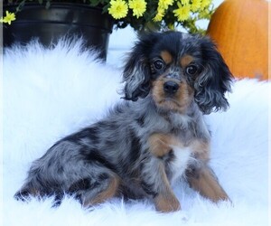 Cavalier King Charles Spaniel Puppy for sale in FREDERICKSBG, OH, USA