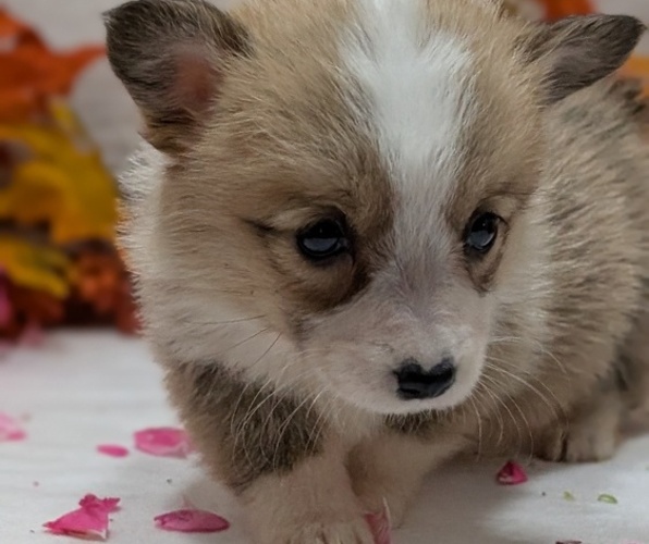 Medium Photo #4 Pembroke Welsh Corgi Puppy For Sale in GOSHEN, IN, USA
