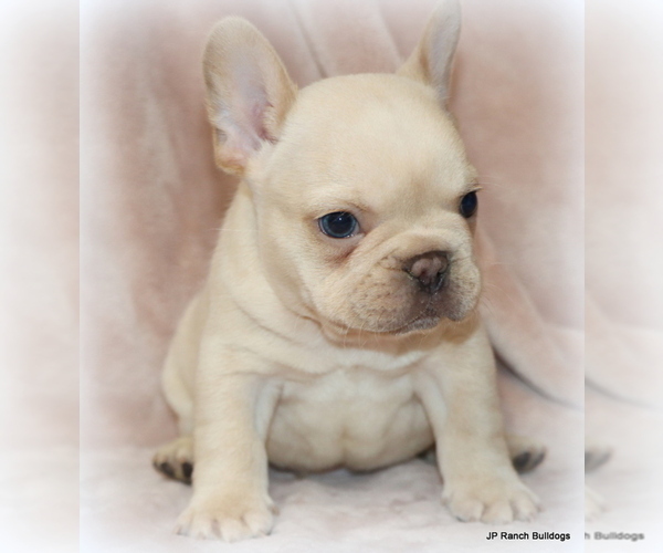 Medium Photo #12 French Bulldog Puppy For Sale in WINNSBORO, TX, USA