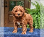 Small #3 Goldendoodle (Miniature)