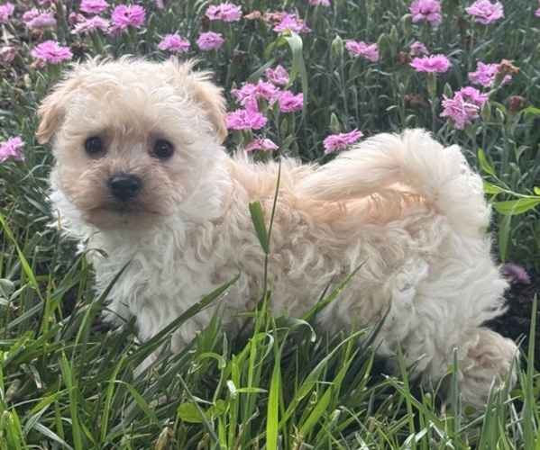 Medium Photo #1 Bichpoo Puppy For Sale in CANOGA, NY, USA
