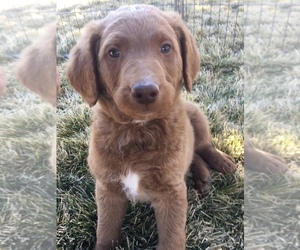 Labradoodle-Poodle (Standard) Mix Puppy for sale in PALOMINO VALLEY, NV, USA