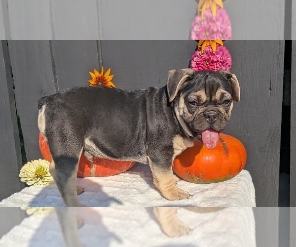Medium Photo #6 French Bulldog Puppy For Sale in GOSHEN, IN, USA