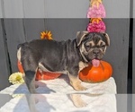 Small #5 French Bulldog